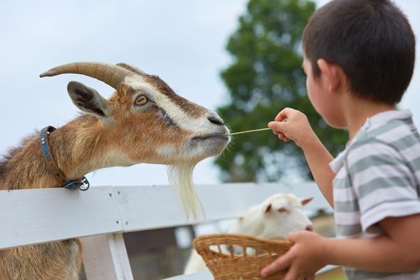 🌳 나뭇잎 사이로 비치는 햇살 숲의 이바라이도(코모레비모리노 이바라이도) 이미지 4